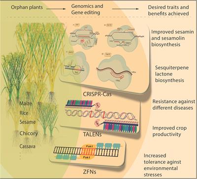 Editorial: Genomics and gene editing of orphan plants